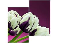 60X60CM FIOLETOWE TULIPANY DWU OBRAZ ŚCIAN