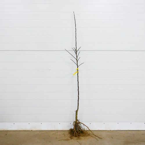 SADZONKI DRZEWKA OWOCOWE JABŁOŃ PIROS SOCZYSTA Z NUTĄ TRUSKAWEK na Arena.pl