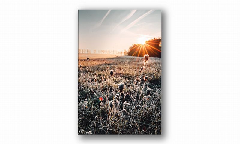 OBRAZ NA PŁÓTNIE 075 Oset 20x30cm zdjęcie 2