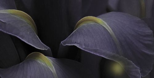 C'EST CEST LA VIE EDP 100ml + La Vie est belle 1ml na Arena.pl