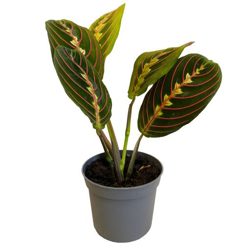 MARANTA FASCINATOR 15 cm na Arena.pl