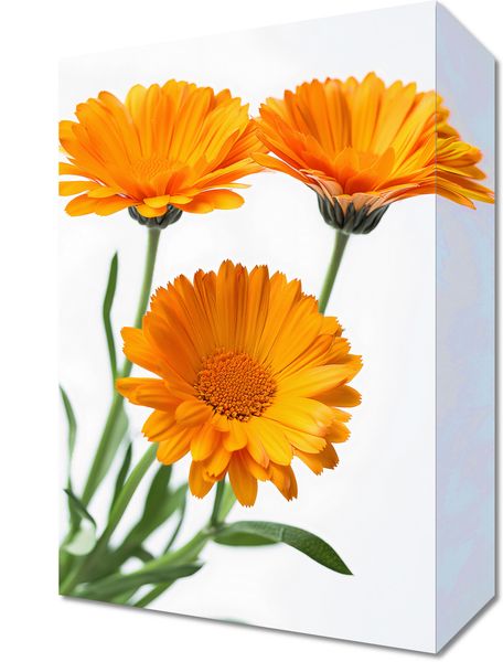 Obraz 20x30cm Słoneczne Kalendule zdjęcie 1
