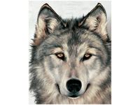 40X50CM SZARY WILK OBRAZ