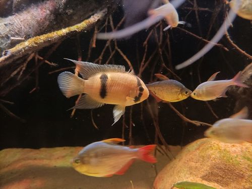 FOLIA CZARNA samoprzylepna TŁO do AKWARIUM 112 litrów 80x40 NA WYMIAR na Arena.pl