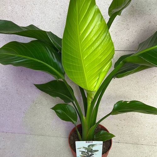 Strelitzia Nicolai Strelicja Biała Rajski Ptak XL na Arena.pl