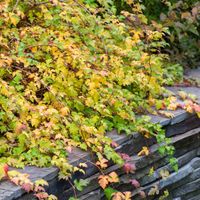 Tawulec pogięty 'Crispa' Zielony Dywan Zadarnia (Stephanandra incisa) 2.0L