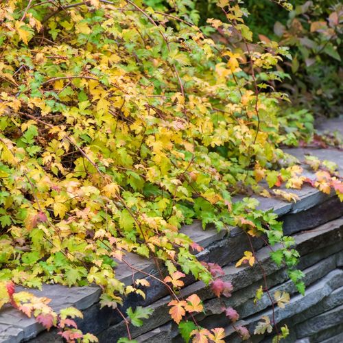 Tawulec pogięty 'Crispa' Zielony Dywan Zadarnia (Stephanandra incisa) 2.0L na Arena.pl