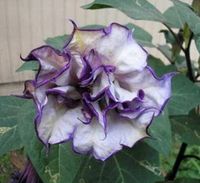 DATURA METEL "Flore Pleno" Blackcurrant Swirl NASIONA 1100 sztuk - 10g.