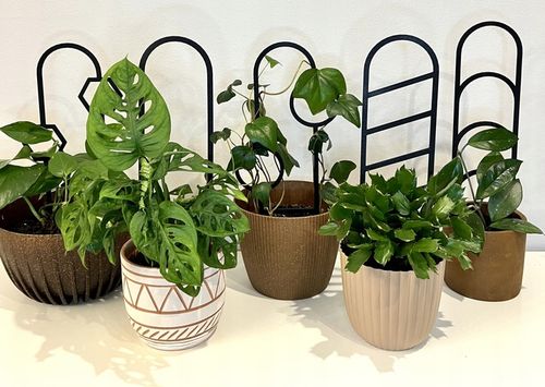 Podpora do Roślin Pnączy Podpórka Kwiatów Pnących Pergola Drabinka 38 na Arena.pl