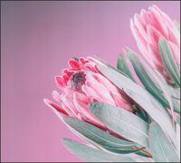 Tło do fotografii produktowej kulinarnej Flat Lay