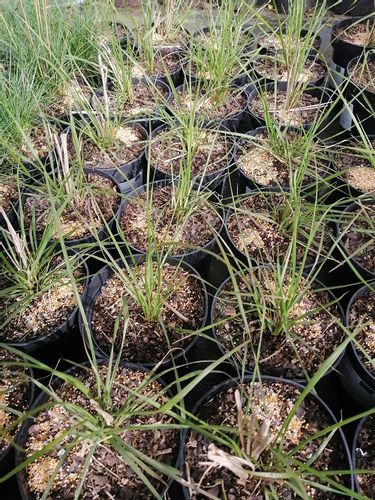 Rozplenica japońska Hameln do każdego ogrodu na Arena.pl