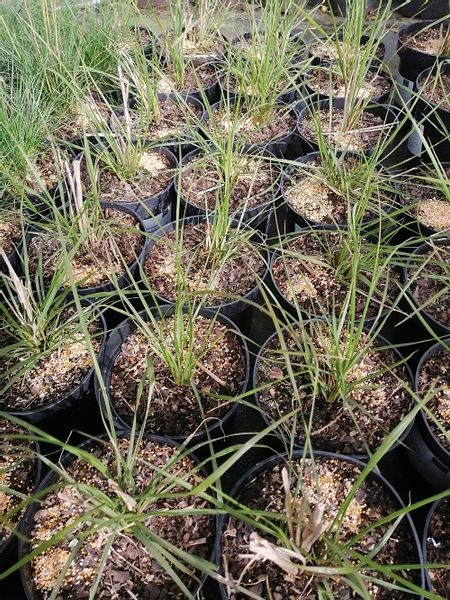 Rozplenica japońska Hameln do każdego ogrodu zdjęcie 5