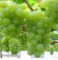 WINOGRON zielono żółty odporny na mróz - sadzonki 60 / 80 cm