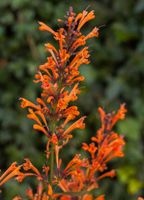 Kłosowiec Kudos Mandarin - Agastache hybrida