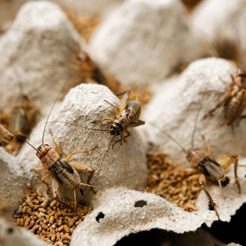 Świerszcze bananowe żywe Świerszcz średni 1,5cm - 150szt na Arena.pl