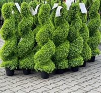 Sztuczny bukszpan Premium 150