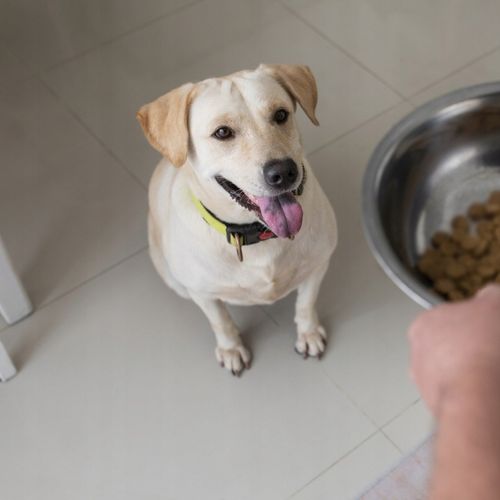 Sucha karma dla psa Butchers wołowina 3kg z witaminami lśniąca sierść skóra na Arena.pl