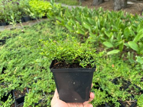 Trzmielina Fortune'a 'Minimus' Miniaturowa Zimozielona (Euonymus fortunei) na Arena.pl