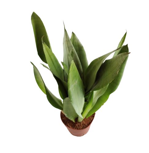 SANSEWIERIA MOONSHINE SANSEVIERIA 45cm na Arena.pl