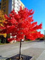 KLON czerwony - sadzonki 50 / 80 cm