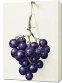 Obraz 50x70cm Kiść Winogron, Jean Bernard Vintage do Salonu
