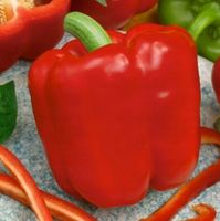 NASIONA Papryka Słodka Balladyna Czerwona 0,5g PLANTICO Papryki 405783