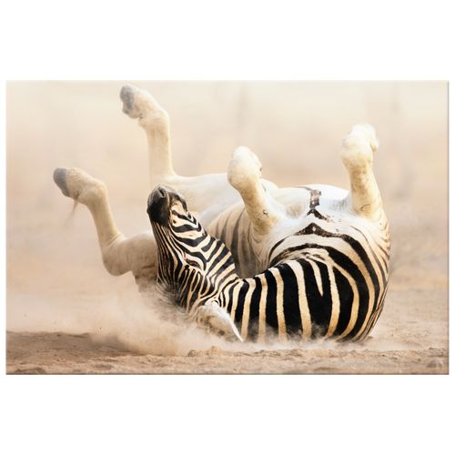 Obraz Tryptyk 60X40 Zebra na Arena.pl