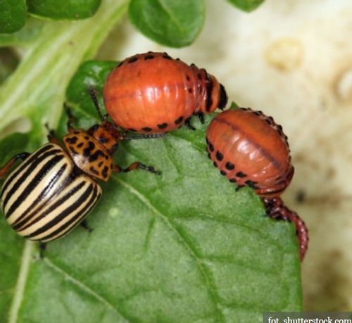 Deltam Ogród 100ml dawniej Decis owadobójczy na Arena.pl