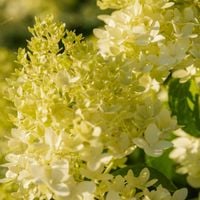 Hortensja bukietowa 'Candlelight' (Hydrangea paniculata) Doniczka 2.0L