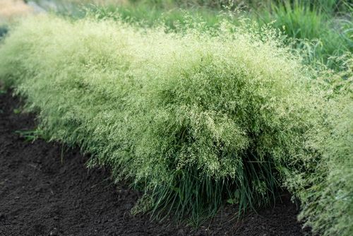 Śmiałek darniowy 'Palava' Rabata Skalniak (Deschampsia caespitosa)  1.0L na Arena.pl