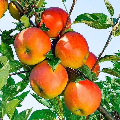 SADZONKI DRZEWKA OWOCOWE JABŁOŃ KOKSA POMARAŃCZOWA O SMAKU GRUSZKI na Arena.pl
