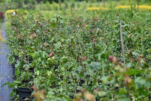 Klon polny - Acer campestre na Arena.pl