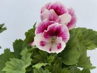 Pelargonia angielska GRANDIFLORUM Elegance Bravo sadzonki