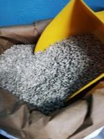 Słonecznik łuszczony dla gołębi, ptaków ziarno