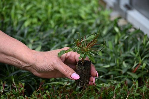 Gaura Lindheimera Baby Butterfly® Dark Pink - Gaura lindheimeri na Arena.pl