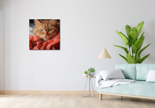 Obraz 60x60cm Mruczący Spokój na Arena.pl