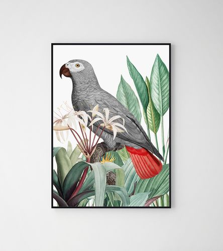 Plakat cyfrowy do wydruku papuga szara na Arena.pl