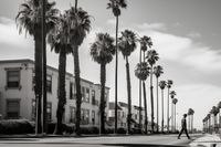 Plakat 30x20cm Spacer w Cieniu Palm