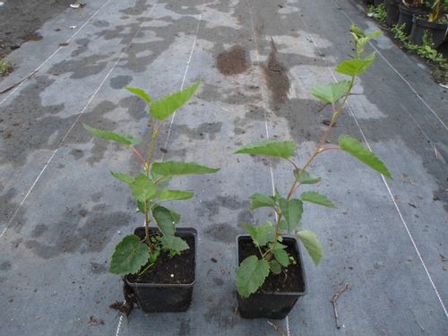 Brzoza jacquemontii doorenbos 20-40cm P9 na Arena.pl