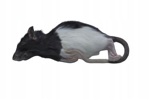 Szczury mrożone 50/70g 10 sztuk + suchy lód na Arena.pl