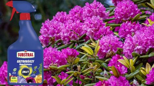 SAPROL GRZYBOBÓJCZY środek KWIATY: ZWALCZA CHRONI na Arena.pl