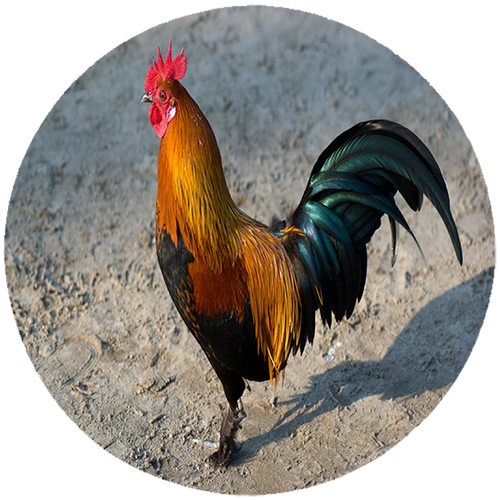 Podkładka pod myszkę Kury na Arena.pl