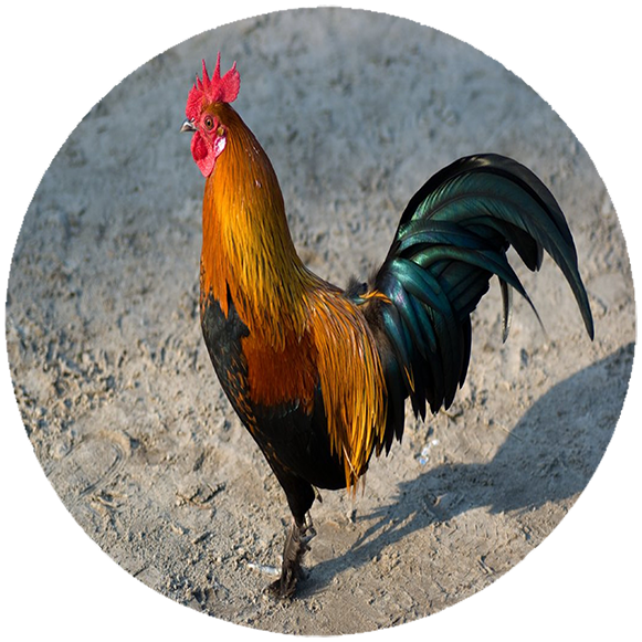 Podkładka pod myszkę Kury zdjęcie 2