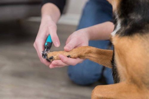 Trixie OBCINACZKI De Luxe DO PAZURÓW gilotyny 12cm na Arena.pl