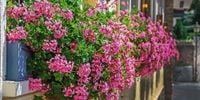 10 szt. Pelargonia bluszczolistna zwisająca różowa sadzonki