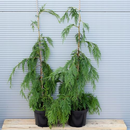 Cyprysik nutkajski PENDULA Wąski płaczący pokrój na Arena.pl