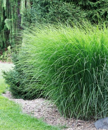 MISKANT CHIŃSKI GRACILLIMUS w Doniczce P9 Trawa ozdobna szybkorosnąca na Arena.pl