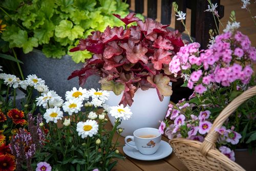 Żurawka mieszańcowa World Caffé™ Vienna - Hauchera x hybrida na Arena.pl