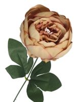 PIWONIA PEONIA GAŁĄZKA POJEDYNCZA DUŻA JAK ŻYWA