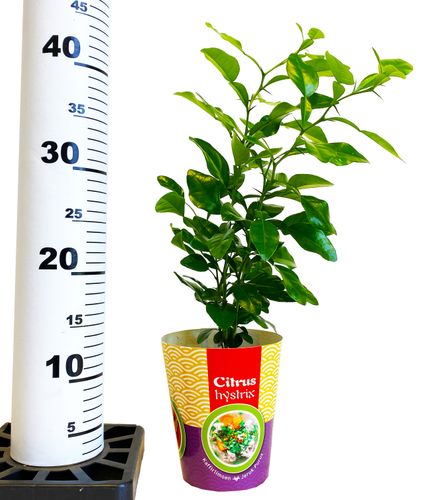 LIMONKA KAFFIR 40 cm na Arena.pl